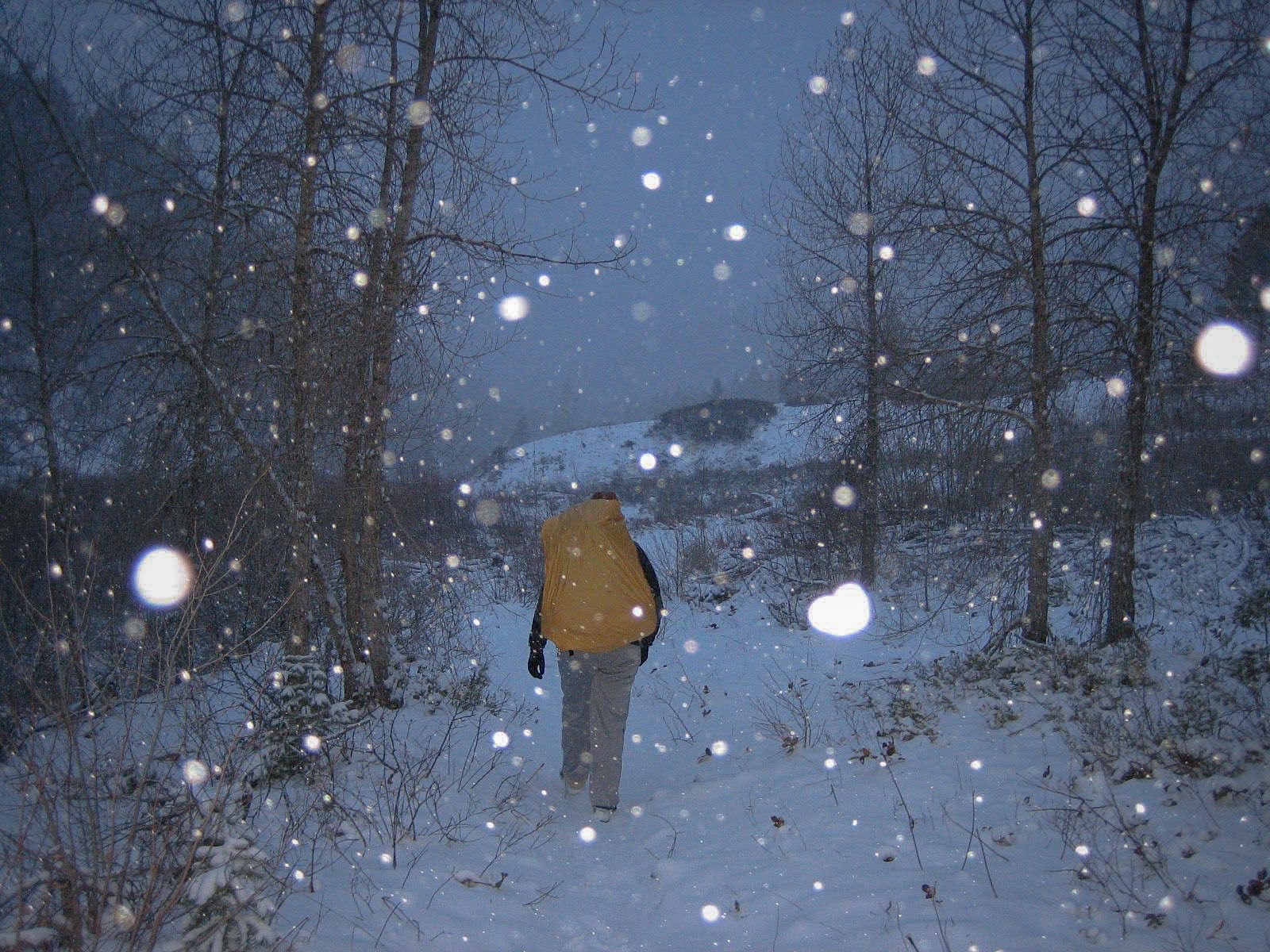 Snowy outdoor nature scene.